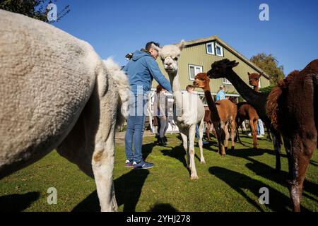 Alpakas (Vicugna pacos) auf einer Wiese bei Domburg, Walcheren, Zeeland, Niederlande. Alpaca Hof Zeelandia in Aagtekerke bei Domburg kümmert sich um Kranke und Stockfoto