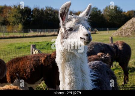 Lamas (Lama glama) auf einer Wiese bei Domburg, Walcheren, Zeeland, Niederlande. Alpaca Hof Zeelandia in Aagtekerke bei Domburg kümmert sich um krank und mi Stockfoto