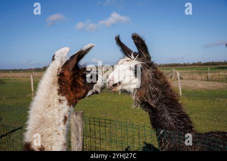 Lamas (Lama glama) auf einer Wiese bei Domburg, Walcheren, Zeeland, Niederlande. Alpaca Hof Zeelandia in Aagtekerke bei Domburg kümmert sich um krank und mi Stockfoto