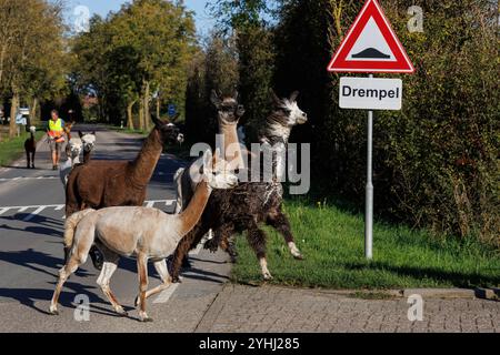 Alpakas (Vicugna pacos) und Lamas (Lama glama) vom Alpaca-Bauernhof Zeelandia in Aagtekerke bei Domburg werden auf ihrem Weg vom Met über eine Straße geführt Stockfoto