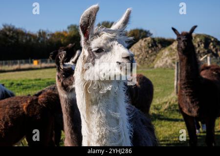 Lamas (Lama glama) auf einer Wiese bei Domburg, Walcheren, Zeeland, Niederlande. Alpaca Hof Zeelandia in Aagtekerke bei Domburg kümmert sich um krank und mi Stockfoto