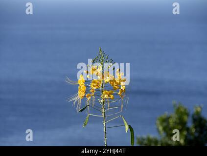 Gelbe Blüten von caesalpinia pulcherrima, poinciana oder Pfauenblüten über blauem Ozean Hintergrund. Mexikanischer Paradiesvogel vor dem Meer Stockfoto