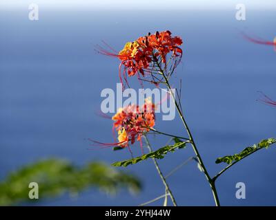 Rote und gelbe Pfauenblüten über dem Ozean. Caesalpinia pulcherrima blüht mit blauem Hintergrund. Stockfoto