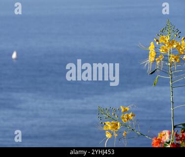 Gelbe Blüten von caesalpinia pulcherrima, poinciana oder Pfauenblüten über dem Ozean. Blühende Pflanze und blauer Hintergrund Stockfoto