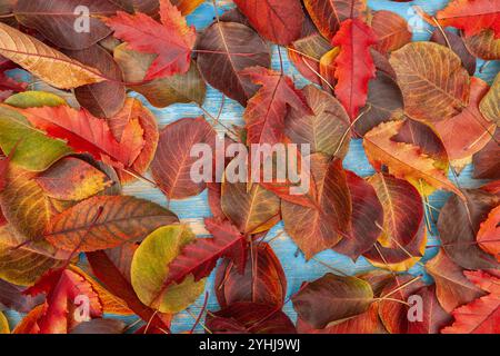 Rote und gelbe Herbstblätter auf blauem hölzernem Hintergrund. Stockfoto