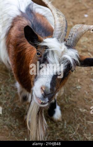 Neugierige gehörnte Ziege, die in die Kamera blickt Stockfoto