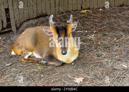 Rast Rotwild mit kurzen Geweihen auf einem Waldboden Stockfoto