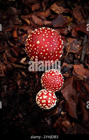 Nahaufnahme von zwei rotkappen Pilzen mit weißen Flecken, wahrscheinlich Fliegenpilz (Amanita muscaria), die in einem Wald wachsen. Stockfoto