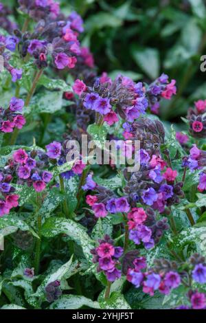 Pulmonaria Diana Clare, Lungenkraut Diana Clare, schmale silbrig-grüne Blätter, dunkelgrüne Flecken, violettblaue Blüten Stockfoto