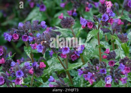 Pulmonaria Diana Clare, Lungenkraut Diana Clare, schmale silbrig-grüne Blätter, dunkelgrüne Flecken, violettblaue Blüten Stockfoto