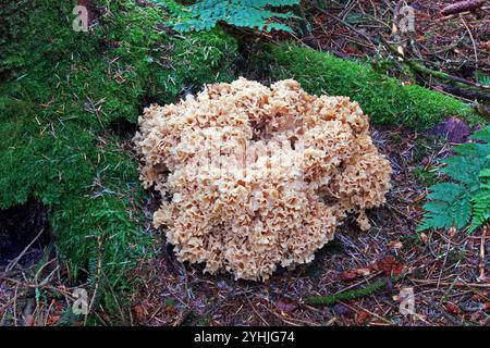 Sparassis crispa (Blumenkohlpilz) kommt an der Basis von Nadelholzstämmen vor und kommt im gemäßigten Europa vor. Es ist ein brauner Fäulepilz. Stockfoto