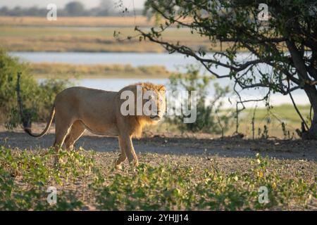 Löwe, Panthera leo, geht durch den afrikanischen Busch zu seinem Stolz. Chobe Nationalpark, Botswana, Afrika Stockfoto