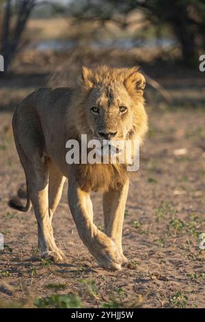 Löwe, Panthera leo, geht durch den afrikanischen Busch zu seinem Stolz. Chobe Nationalpark, Botswana, Afrika Stockfoto