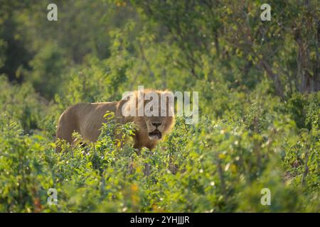 Löwe, Panthera leo, geht durch den afrikanischen Busch zu seinem Stolz. Chobe Nationalpark, Botswana, Afrika Stockfoto