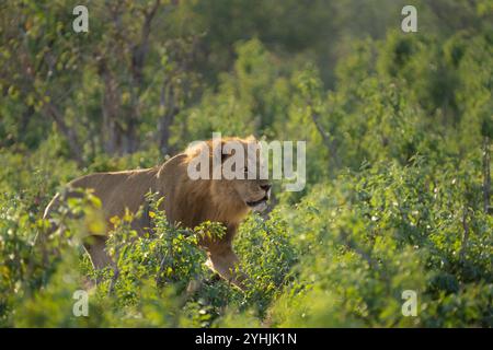 Löwe, Panthera leo, geht durch den afrikanischen Busch zu seinem Stolz. Chobe Nationalpark, Botswana, Afrika Stockfoto