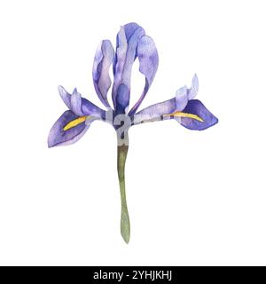 Violette Frühling Iris Blume Aquarellillustration. Handgezeichnete Zwergzwiebeleichen, erste Blüten. Saisonale, romantische Clipart mit Blumendesign für frühlingsfesta Stockfoto