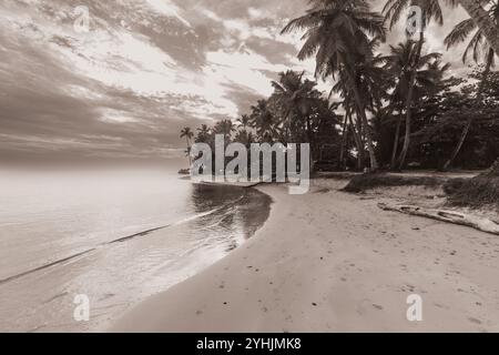 Hohe Palmen schwanken sanft über einen Sandstrand, mit einem ruhigen Meer, das sich bis zum Horizont unter einem teilweise bewölkten Himmel erstreckt. Die Szene ist friedlich. Stockfoto