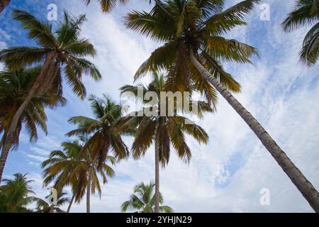 Hohe Palmen schwanken sanft über einen Sandstrand, mit einem ruhigen Meer, das sich bis zum Horizont unter einem teilweise bewölkten Himmel erstreckt. Die Szene ist friedlich. Stockfoto