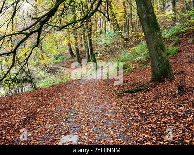 Herbstbäume und gefallene Blätter entlang eines Fußweges im Strid Wood in Bolton Abbey North Yorkshire England Stockfoto