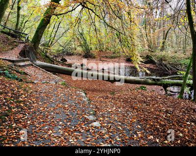 Herbstfarben und ein gefallener Baum an einem Fußweg in Strid Wood in Bolton Abbey North Yorkshire England Stockfoto