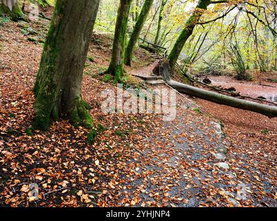 Herbstbäume und gefallene Blätter entlang eines Fußweges im Strid Wood in Bolton Abbey North Yorkshire England Stockfoto