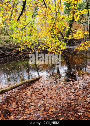 Herbstliche Farben, die über einer Mündung des River Wharfe in Strid Wood Bolton Abbey North Yorkshire, England, hinausgehen Stockfoto