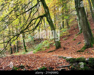 Herbstbäume und gefallene Blätter entlang eines Fußweges im Strid Wood in Bolton Abbey North Yorkshire England Stockfoto