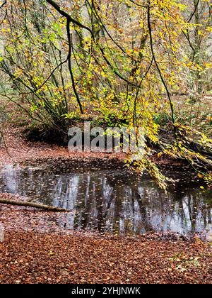 Herbstliche Farben, die über einer Mündung des River Wharfe in Strid Wood Bolton Abbey North Yorkshire, England, hinausgehen Stockfoto