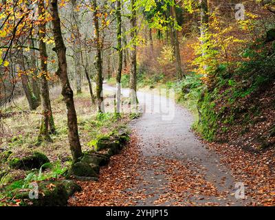 Herbstbäume und gefallene Blätter entlang eines Fußweges im Strid Wood in Bolton Abbey North Yorkshire England Stockfoto