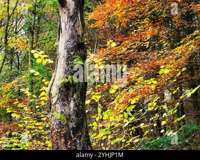 Toter Baumstamm umgeben von Herbstfarben in Strid Wood in Bolton Abbey North Yorkshire England Stockfoto