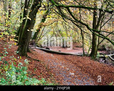 Herbstbäume und gefallene Blätter entlang eines Fußweges im Strid Wood in Bolton Abbey North Yorkshire England Stockfoto