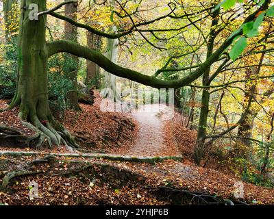 Herbstbäume und gefallene Blätter entlang eines Fußweges im Strid Wood in Bolton Abbey North Yorkshire England Stockfoto