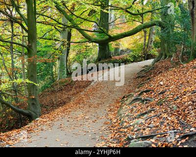 Herbstbäume und gefallene Blätter entlang eines Fußweges im Strid Wood in Bolton Abbey North Yorkshire England Stockfoto