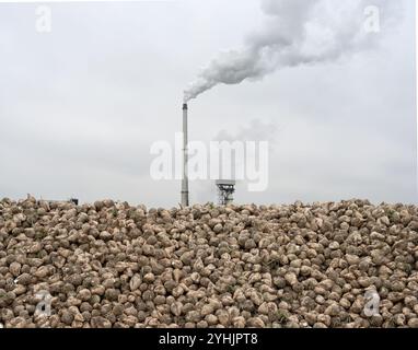 Zuckerrübe (Beta vulgaris) als Rübenbunker auf einem langen Haufen auf dem Feld vor der Südzuckerfabrik in Plattling, Zuckerraffinerie, Bayern Stockfoto