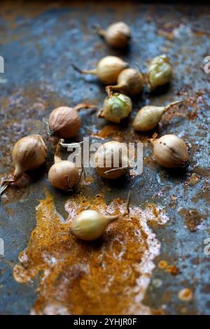 Getrocknete Schalotten auf rostenden Metallblechen, norfolk, england Stockfoto