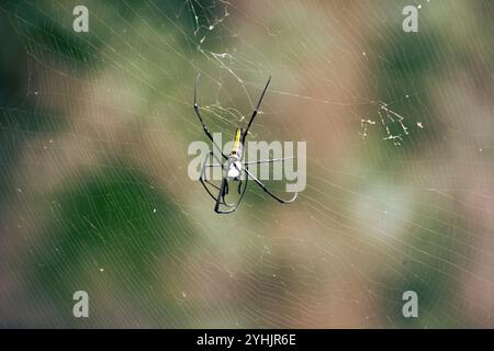 Spinnen, die an ihrem Netz hängen, um ihre Beute zu fangen. Stockfoto