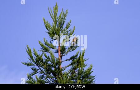 Dundee, Tayside, Schottland, Großbritannien. November 2024. Das Wetter in Großbritannien: Dundee in Schottland hat eine kalte Herbstsonne, die die natürliche Schönheit eines europäischen rotkehlchens (Erithacus rubecula) betont, der hoch oben auf einem Baum in der Ferne singt. Quelle: Dundee Photographics/Alamy Live News Stockfoto