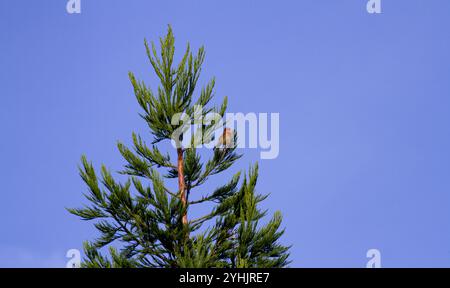 Dundee, Tayside, Schottland, Großbritannien. November 2024. Das Wetter in Großbritannien: Dundee in Schottland hat eine kalte Herbstsonne, die die natürliche Schönheit eines europäischen rotkehlchens (Erithacus rubecula) betont, der hoch oben auf einem Baum in der Ferne singt. Quelle: Dundee Photographics/Alamy Live News Stockfoto