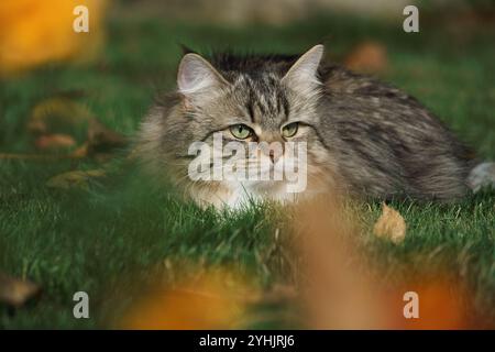 Sibirische Katze mit dickem Fell und grünen Augen liegt in einer natürlichen Umgebung auf dem Gras. Stockfoto