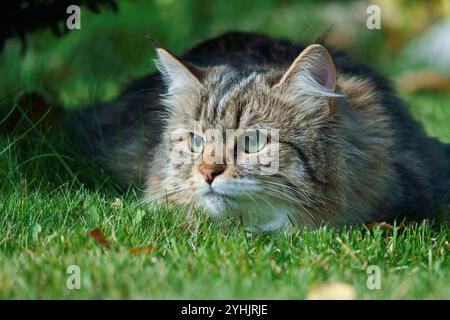 Sibirische Katze mit dickem Fell und grünen Augen liegt in einer natürlichen Umgebung auf dem Gras. Stockfoto