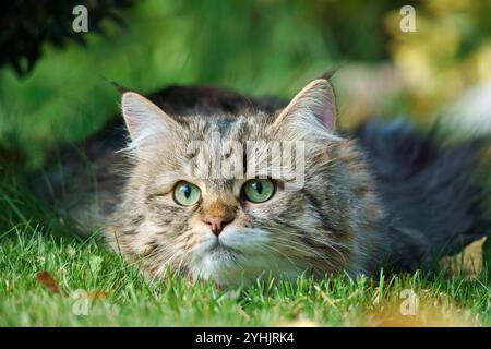 Sibirische Katze mit dickem Fell und grünen Augen liegt in einer natürlichen Umgebung auf dem Gras. Stockfoto