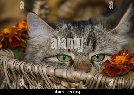 Sibirisches Kätzchen liegt in einem Korb zwischen Herbstblättern und Blumen, alles wird auf das Gras gelegt. Stockfoto