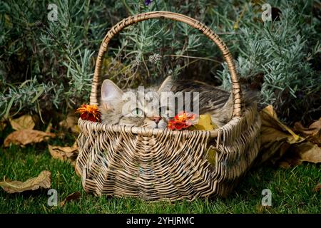 Sibirisches Kätzchen liegt in einem Korb zwischen Herbstblättern und Blumen, alles wird auf das Gras gelegt. Stockfoto