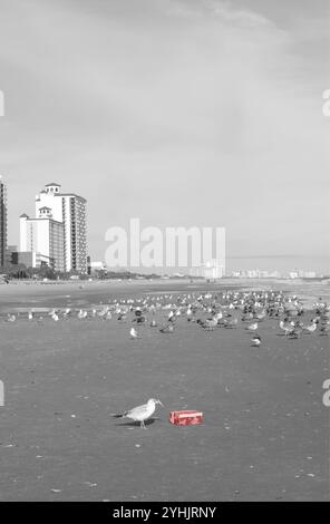 Die Möwe hält eine Schleife im Schnabel und öffnet ein Weihnachtsgeschenk am Strand des Grand Strand, Myrtle Beach, South Carolina, USA. Stockfoto