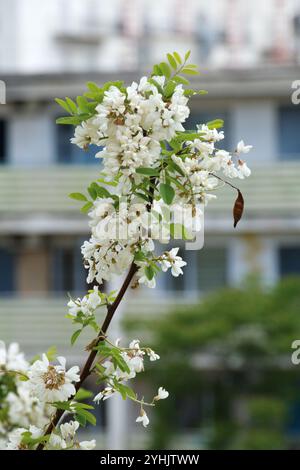 Weiße Akazie-Cluster. Akazie blüht im Mai. Stockfoto