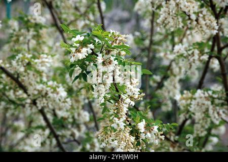 Weiße Akazie-Cluster. Akazie blüht im Mai. Stockfoto