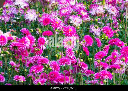 Dahlien Garten gemischte Blumen lila Garten Stockfoto