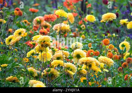 Dahlien Garten gelb-orange Blüte Stockfoto