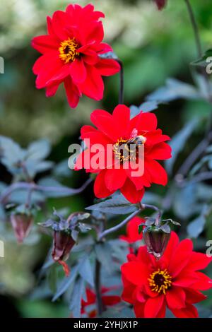 Hummel auf Dahlien 'Bischof von Llandaff' Dahlienblume Stockfoto