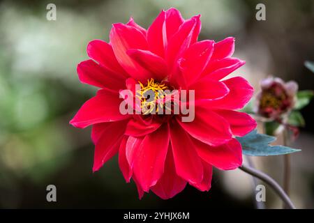 Dahlien 'Bischof von Llandaff' Dahlienblume Stockfoto